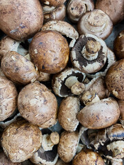 Brown Portobello mushrooms (Agaricus bisporus)