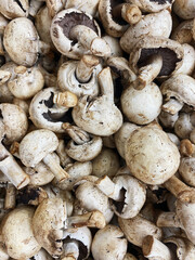 Champignon mushrooms (Agaricus bisporus)