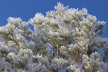 Winter's Delicate Lace