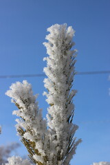 Winter's Delicate Lace