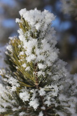 Winter's Delicate Lace