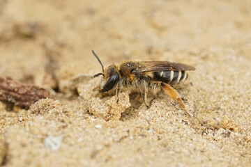 Closeup on a female of the rarely photographed Andrena albofasciata sitting on a sandy soil