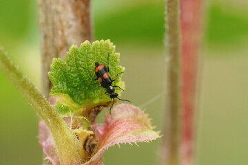 Closeup on a tiny , colorful red striped soft winged lower beetle , Anthocomus fasciatus