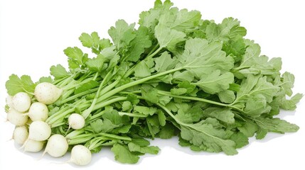 Fototapeta premium Fresh bunch of white radishes with green leaves, ready for cooking or salad preparation