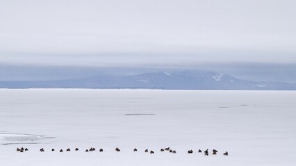 Geese on frozen pond