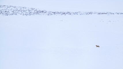 Single Coyote in Snow