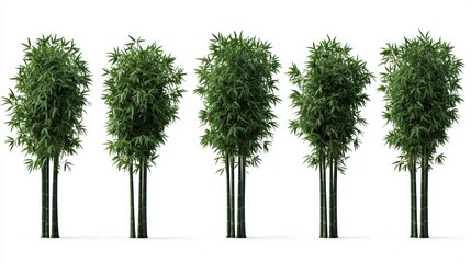 Fototapeta premium A line of five lush green bamboo trees, showcasing their slender trunks and vibrant foliage against a clean background.
