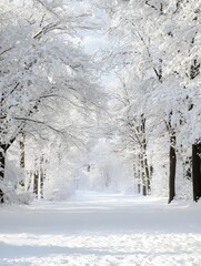 Fototapeta premium Winter Wonderland Path Through Snowy Trees on a Bright Cold Day in the Forest