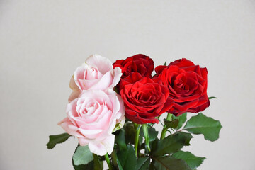 赤とピンクのばら