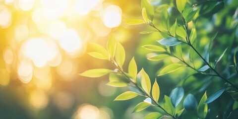 Fototapeta premium Nature's Embrace: Sunlight Dappled Leaves