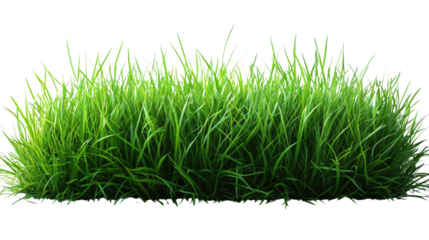 Lush Green Grass Texture: Vibrant green blades of grass, shot from a low angle, showcase the lush texture of a healthy lawn.