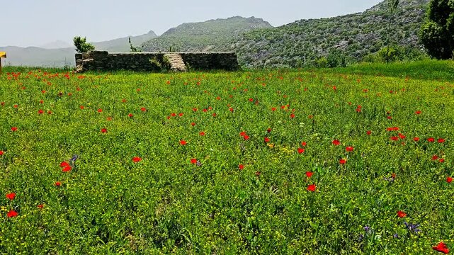 A stunning field of vibrant poppies in full bloom, creating a mesmerizing natural scene.
📍Marivan - Kurdistan 