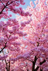 Cherry blossoms in full bloom, their delicate pink petals contrasting beautifully against the clear blue sky, symbolizing the arrival of spring