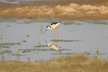 Black winged bird in water