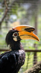 A stunning close-up of a hornbill showcasing its vibrant beak and detailed plumage, set against a lush, blurred background. This striking bird represents the beauty of nature's diversit.