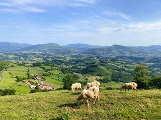 Obraz premium Peaceful Sheep Grazing in the Rolling Hills of the Pyrenees