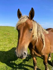 Obraz premium Close-up portrait of a brown horse in the Pyrenees Mountains