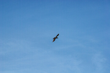 Southern Urals, a raven (Corvus corax) in flight against the sky.