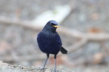 black winged blackbird