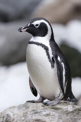 Fototapeta premium Desert-adapted penguin colony surviving on fog-harvested water