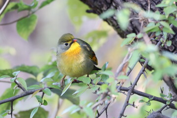 coloured bird in junglr