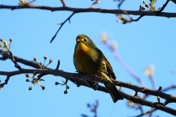 coloured bird in junglr