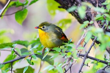 coloured bird in junglr
