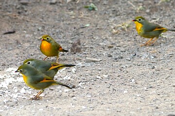 coloured bird in junglr