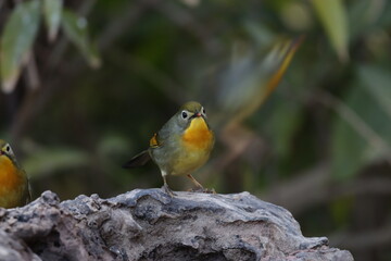 coloured bird in junglr