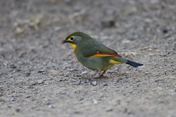 coloured bird in junglr