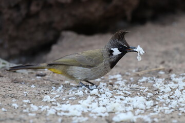 Black himalyan bulbul 