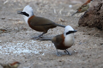 White crested laughingthrush in jungle