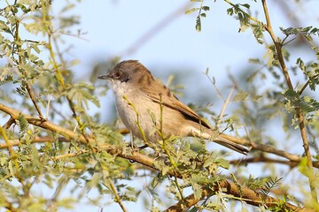 Whitethroat on tree