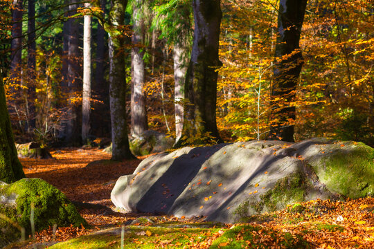 The  Hermitage is a woodland walk with stunning views of the waterfall, river, and a great place to enjoy and take in nature and the relaxing atmosphere especially in autumn, Dunkeld, Perth, Scotland 