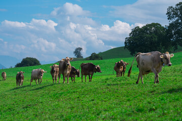 Cow on lawn. Cow grazing on green meadow. Holstein cow. Eco farming. Cows in a mountain field. Cows...