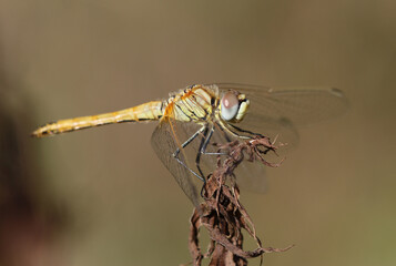 Frühe Heidelibelle - Red-veined Darter