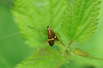Closeup on the yellow-barred longhorn moth, Nemophora degeerella, sitting in the vegetation