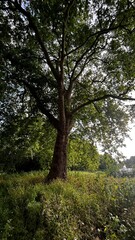 trees in the forest