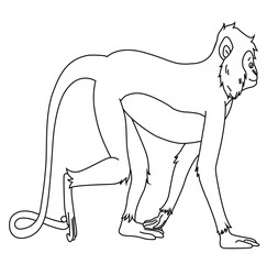 Cute cartoon hand drawn vector Asian money langur coloring page.
