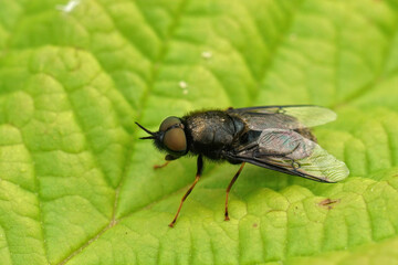Detailed on a shy male black colonel sodier fly, Odontomyia tigrina sitting on a green leaf