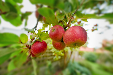 Organic, agriculture and trees with apples in orchard for growth, sustainability farming or spring season. Ecology, environment or climate resistant plant with fruit in nature for species cultivation