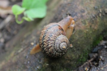 El viaje del caracol