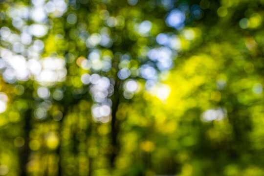 Blurred greenery leaves of tree forest. Selective focus. Fresh green background for summer design. Green bokeh nature background. Green bokeh. Blurred nature bokeh for the background.