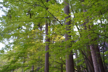 Obraz premium 京都府京都市東山区に鎮座する銀閣寺