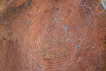 Naklejka premium Close up of wood texture of cut tree trunk