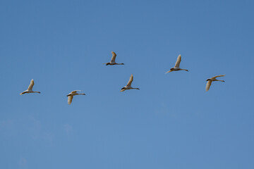 Tundra Swan