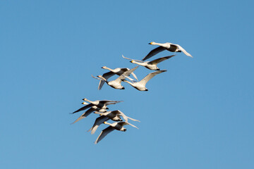 Tundra Swan