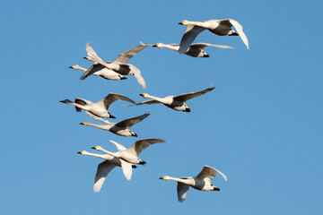 Tundra Swan
