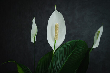 Spathiphyllum flower blooms with white flowers on a dark background