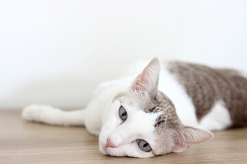 The cat lay on the wooden table in white wall room